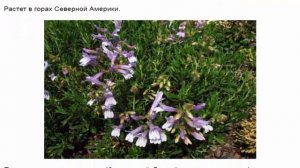 Пенстемон  Халла, Наперстянковый, Давидсона, Кобо, Бородатый, Альпийский