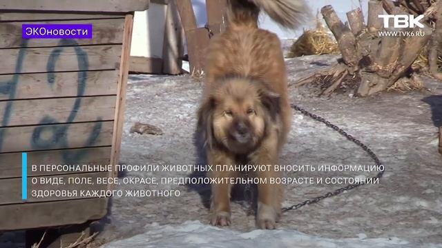 «Эконовости»: как самостоятельно собирать мусор в частном секторе? смотреть онлайн