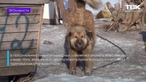 «Эконовости»: как самостоятельно собирать мусор в частном секторе?