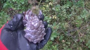 Добыча Кедровой Шишки! Как Это Делают в Сибири!