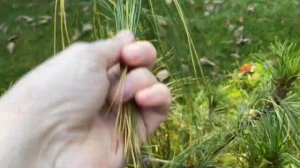 Грибы на моём участке / #моховик