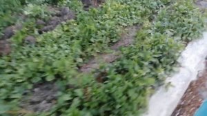 Бирючина часть 2, живая изгородь легко и просто
