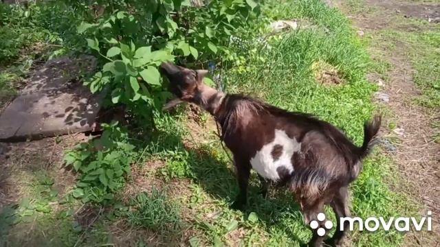 Перевод цыплят на напольное содержание. смотреть онлайн