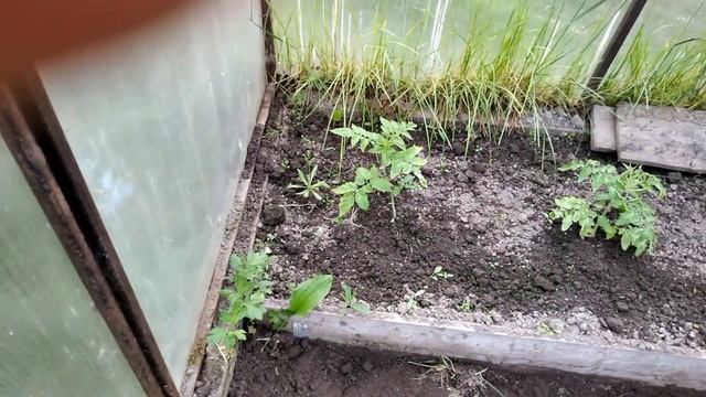 Дача (21.05) Какие томаты посадили. смотреть онлайн