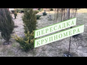 Самое лучшее время для пересадок крупномеров и других растений ?.mp4