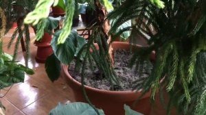 Араукария | комнатные растения