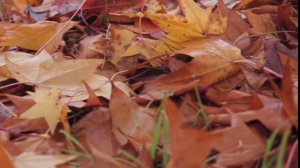 Мелодия осени