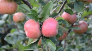 Яблоня Топаз-зимний сорт