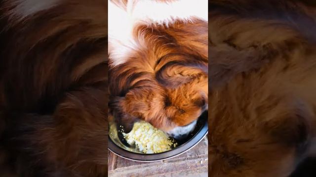 Saint Bernard loves scrambled eggs