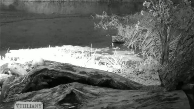 Мышь полевая - 2 января 2022 смотреть онлайн