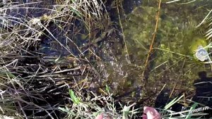 Ловля змееголова ранней весной - Early Spring Snakehead Fishing