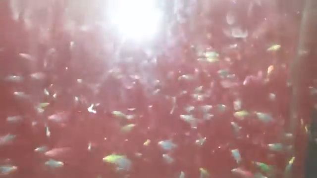 Тернеция смотреть онлайн