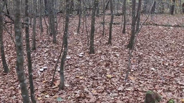 Говорушка дымчато-серая: собираем, готовим, пробуем. смотреть онлайн