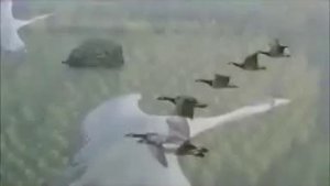 ЖУРАВЛИ НА ПОЛЕСЬЕ ЛЕТЯТ