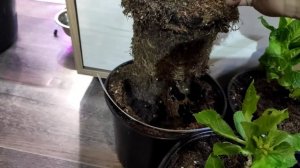 Обзор новинок гортензий. Полуфабрикат, очередной обман!⁉️#гортензия#посылка