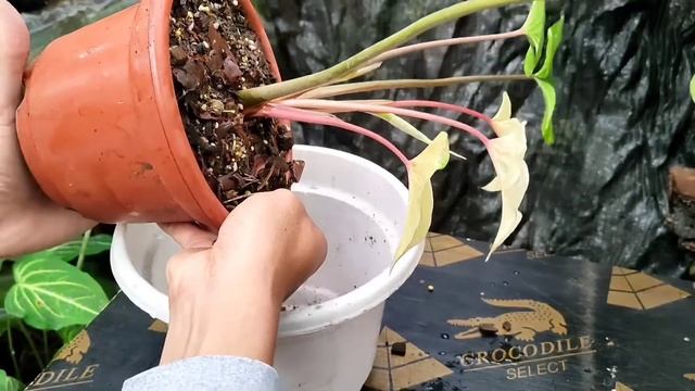 Repotting Variegated Homalomena [Tips and secrets For better Variegation] смотреть онлайн
