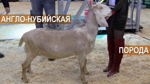 Англо-Нубийская порода коз. Презентация. Выставка Агроферма-2019.