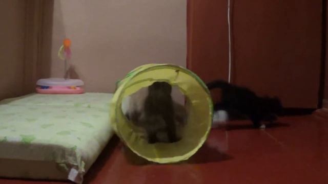 Как проводим лето Котятам 2 месяца смотреть онлайн