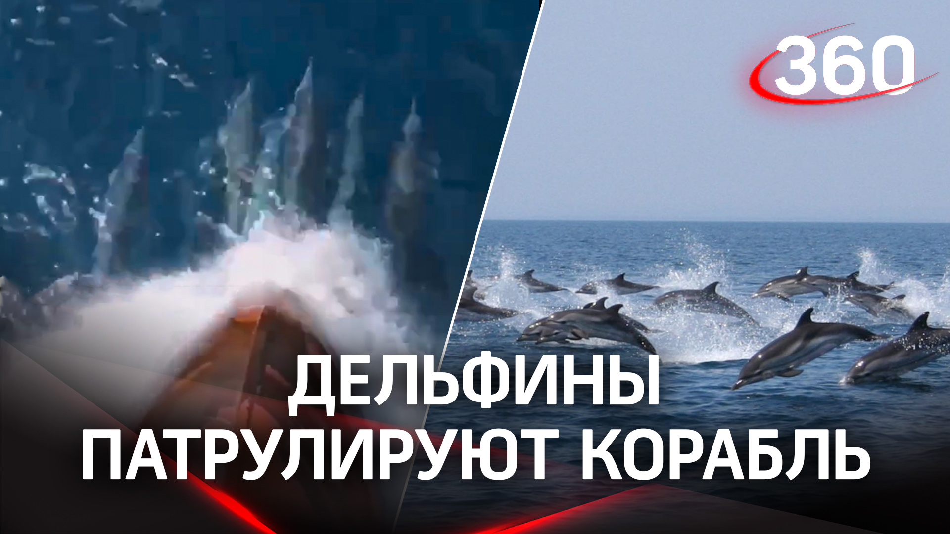 Патруль дельфинов сопровождает моряков - не страшно покорять моря