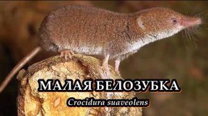 БЕЛОЗУБКИ - Маленькие обжоры