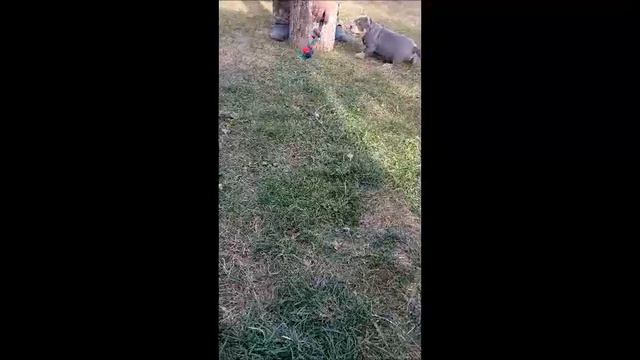 АМЕРИКАНСКИЙ БУЛЛИ ПОКЕТ МАЛЬЧИК смотреть онлайн