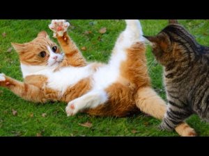 Я РЖАЛ ЦЕЛЫЙ ЧАС!? СМЕШНЫЕ КОТЫ??? ЛУЧШИЕ ПРИКОЛЫ 2020!.mp4