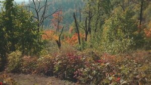 Гора "Отважная" что в черте города Жигулевска на территории национального парка «Самарская Лука»