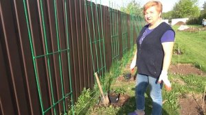 Посадка клематиса часть 2