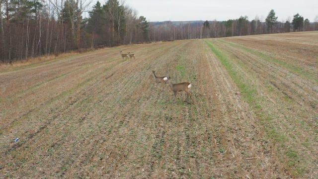 Косули осенью. Roe deer in the fall. смотреть онлайн
