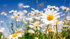 Божественная Мелодия 
Mariage Damour