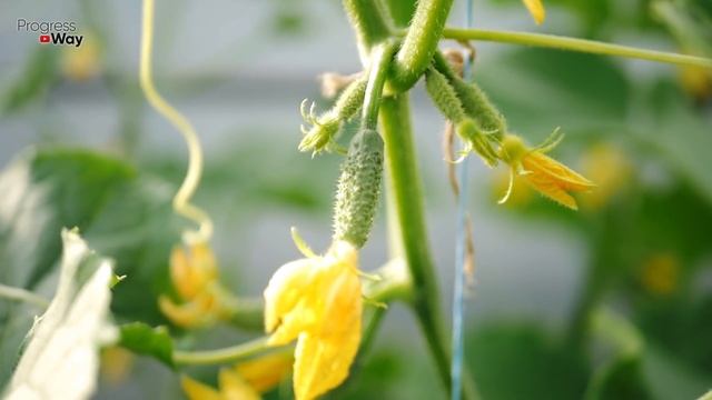 ОТ ЭТОЙ ПОДКОРМКИ ОГУРЦЫ ПУЧКАМИ, ТОМАТЫ ГРОЗДЬЯМИ, КАПУСТА БОЛЬШИМИ КОЧАНАМИ смотреть онлайн