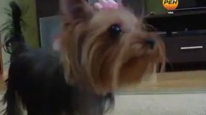 Порода собак - йоркширский терьер. Воспитание (Фото, видео)