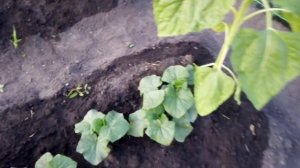 Как Растут  КУСТОВЫЕ Огурцы" МАЛЫШ"