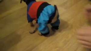 Собаки прикольное видео, смешное видео про собак, той терьер играет