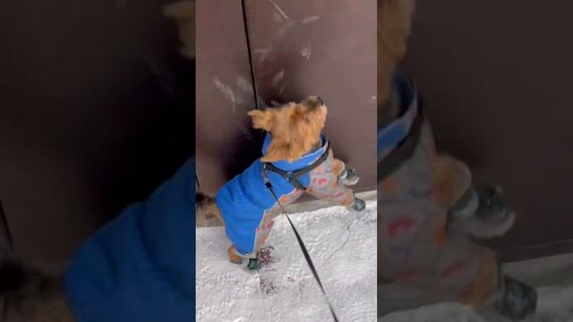 Угадай: Сколько Йорков в лифте?🐕🐕🐕🐾😂🤣😂