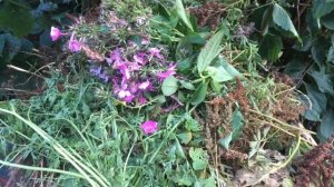 Готовим грядки и цветники к зиме. Улучшаем плодородие и структуру быстро и просто.