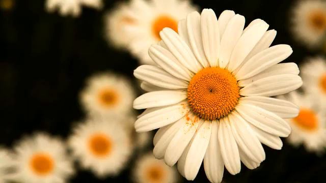 Самые хорошие песни и фото онлайн смотреть онлайн