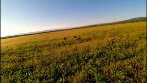 По перепелу в Адыгее  Охота№4