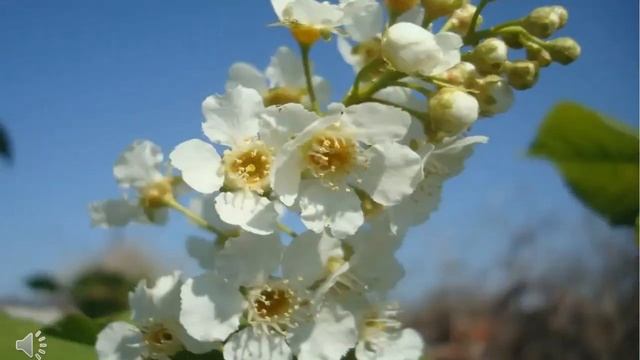 ЧЕРЕМУХОВЫЙ ЦВЕТ (8-12 ЛЕТ) смотреть онлайн