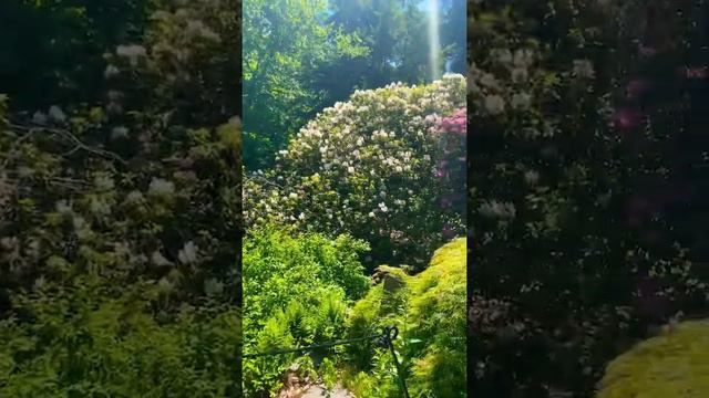 #rhododendron path @ the #ArnoldArboretum #scenic  #garden