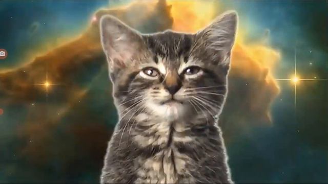 котята тоже прикольно поют ( видео не мое! ) смотреть онлайн