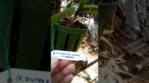 Орхидеи Ванды и ринхостиллисы во дворе на лето