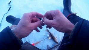 Зимняя рыбалка.  Хороший клёв! Ловля Берша на тюльку.