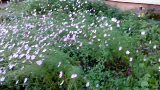 Шикарно цветет космея./// flowers Kosmeya смотреть онлайн