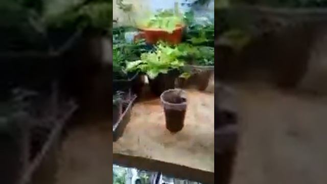 Удобрение Yara Tera Kristolon желтый., в действии. смотреть онлайн