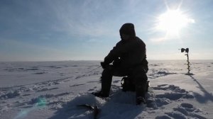 Ловля БЕРША-СУДАКА на р.Волга (Куйбышевское водохранилище)