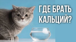 Добавлять ли кальций в корм или натуралку?