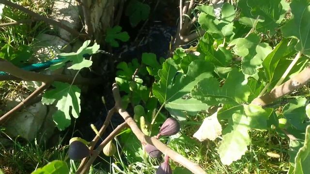 Полив и подкормка инжирного куста.(watering figs) смотреть онлайн