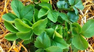 Клубника Весной Уход за Клубникой в Апреле Что делать С Клубникой Весной?Подкормка Клубники Посадка