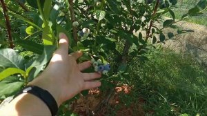 Голубика в Подмосковье - это блажь или реально получить урожай?